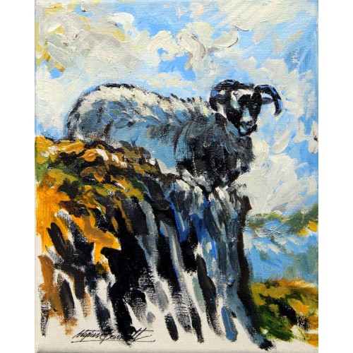 Mountain Sheep