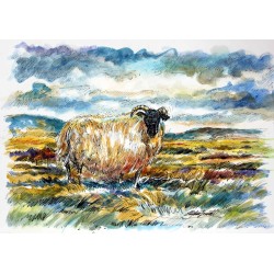 Mountain sheep,original painting by Stephen Bennett